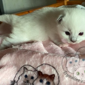 chaton Ragdoll blue point mitted RedCharm Magnolya Trycoline’s