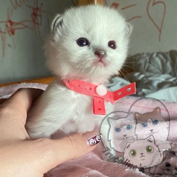 chaton Ragdoll blue point mitted RedCharm Magnolya Trycoline’s