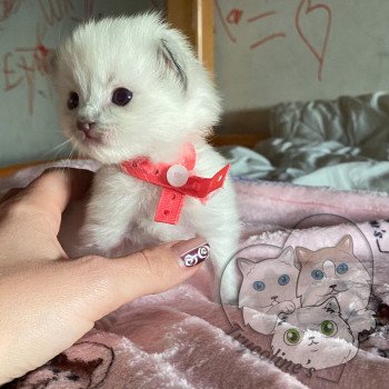 chaton Ragdoll blue point mitted RedCharm Magnolya Trycoline’s chaton Ragdoll blue point mitted RedCharm Magnolya Trycoline’s