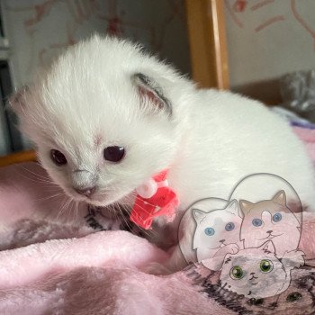 chaton Ragdoll blue point mitted RedCharm Magnolya Trycoline’s