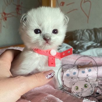 chaton Ragdoll blue point mitted RedCharm Magnolya Trycoline’s