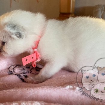 chaton Ragdoll blue point mitted RedCharm Magnolya Trycoline’s chaton Ragdoll blue point mitted RedCharm Magnolya Trycoline’s