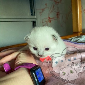 chaton Ragdoll blue point mitted RedCharm Magnolya Trycoline’s