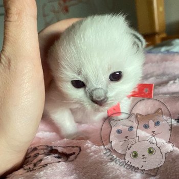 chaton Ragdoll blue point mitted RedCharm Magnolya Trycoline’s