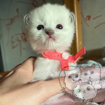 chaton Ragdoll blue point mitted RedCharm Magnolya Trycoline’s chaton Ragdoll blue point mitted RedCharm Magnolya Trycoline’s