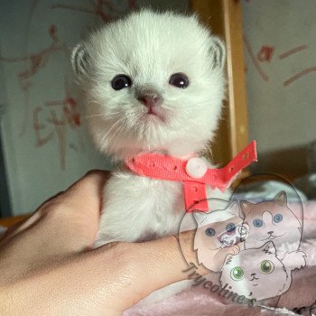 chaton Ragdoll blue point mitted RedCharm Magnolya Trycoline’s