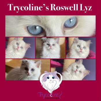 chaton Ragdoll Roswell Lyz Trycoline’s