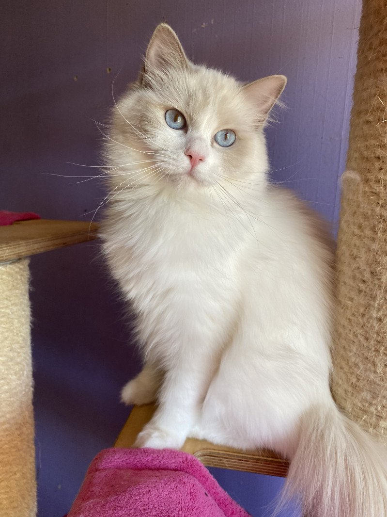 Trycoline’s Roswell Lyz Femelle Ragdoll