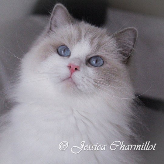 Trycoline’s Roswell Lyz Femelle Ragdoll