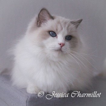 chat Ragdoll lilac point bicolor Roswell Lyz Trycoline’s