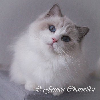 chat Ragdoll lilac point bicolor Roswell Lyz Trycoline’s