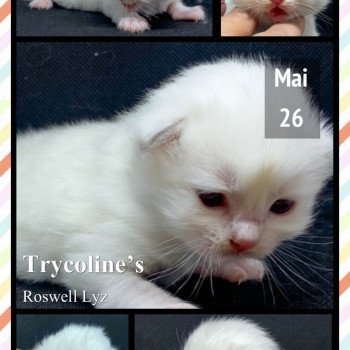 chaton Ragdoll Roswell Lyz Trycoline’s