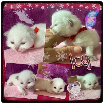 chaton Ragdoll Rouge Trycoline’s