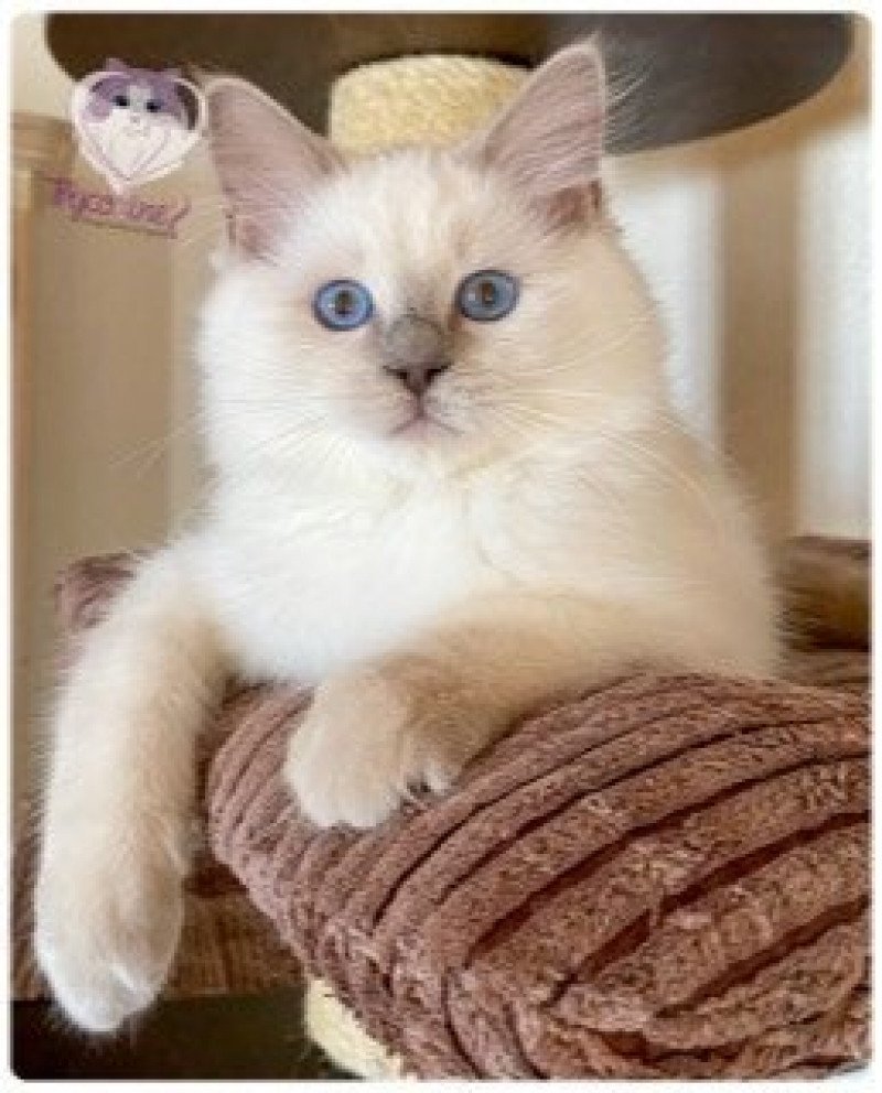 Trycoline’s Rainbow Icy Mâle Ragdoll