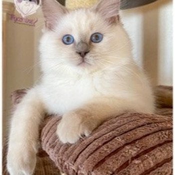 chaton Ragdoll lilac point Rainbow Icy Trycoline’s