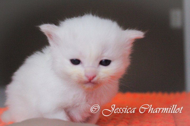 Trycoline’s S-F Atlantis Mâle Ragdoll Trycoline’s S-F Atlantis Mâle Ragdoll