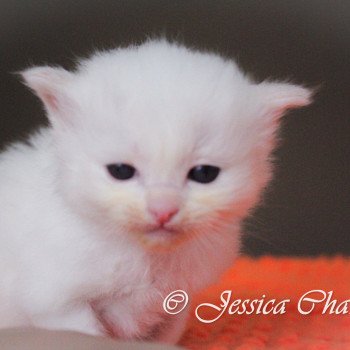 chaton Ragdoll cream point S-F Atlantis Trycoline’s chaton Ragdoll cream point S-F Atlantis Trycoline’s