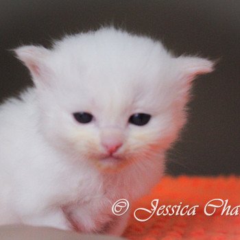 chaton Ragdoll cream point S-F Atlantis Trycoline’s