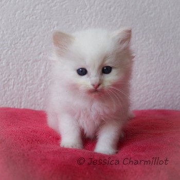 chaton Ragdoll cream point S-F Atlantis Trycoline’s