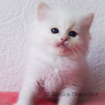 chaton Ragdoll cream point S-F Atlantis Trycoline’s