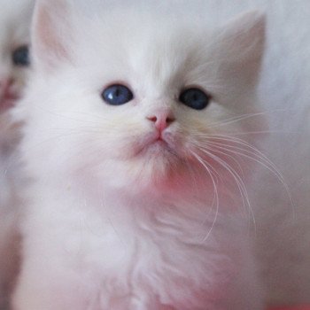 chaton Ragdoll cream point S-F Atlantis Trycoline’s chaton Ragdoll cream point S-F Atlantis Trycoline’s