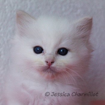 chaton Ragdoll cream point S-F Atlantis Trycoline’s