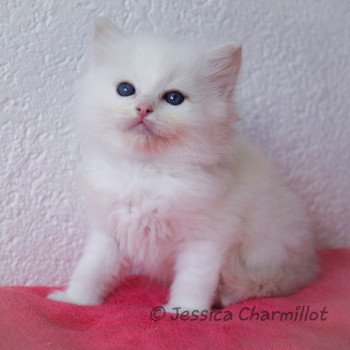 chaton Ragdoll cream point S-F Atlantis Trycoline’s