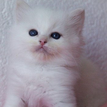 chaton Ragdoll cream point S-F Atlantis Trycoline’s chaton Ragdoll cream point S-F Atlantis Trycoline’s