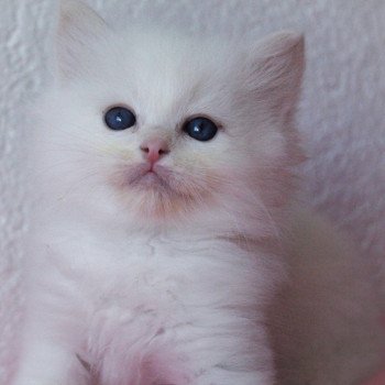 chaton Ragdoll cream point S-F Atlantis Trycoline’s