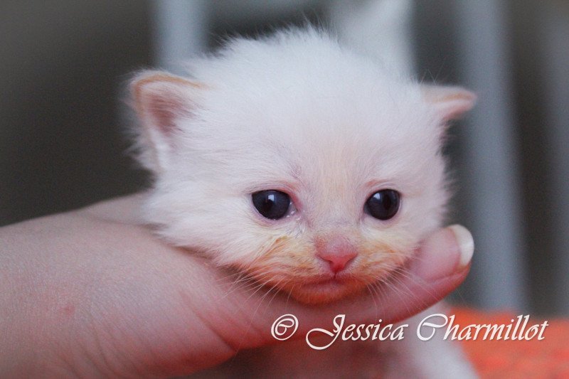 Trycoline’s S-F Firefly Mâle Ragdoll Trycoline’s S-F Firefly Mâle Ragdoll