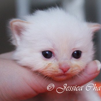 chaton Ragdoll red point S-F Firefly Trycoline’s