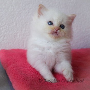 chaton Ragdoll red point S-F Firefly Trycoline’s