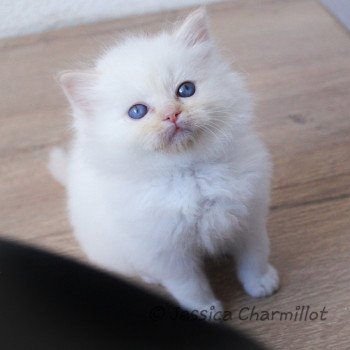 chaton Ragdoll red point S-F Firefly Trycoline’s