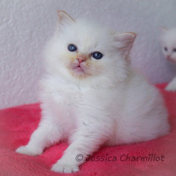 chaton Ragdoll red point S-F Firefly Trycoline’s chaton Ragdoll red point S-F Firefly Trycoline’s