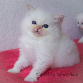 chaton Ragdoll red point S-F Firefly Trycoline’s