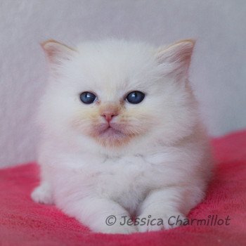 chaton Ragdoll red point S-F Firefly Trycoline’s