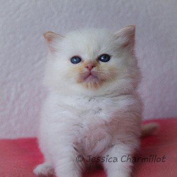 chaton Ragdoll red point S-F Firefly Trycoline’s