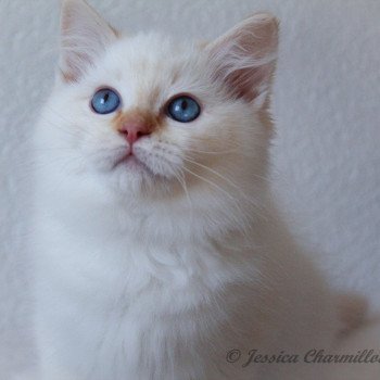 chaton Ragdoll red point mitted S-F Firefly Berlioz Trycoline’s chaton Ragdoll red point mitted S-F Firefly Berlioz Trycoline’s