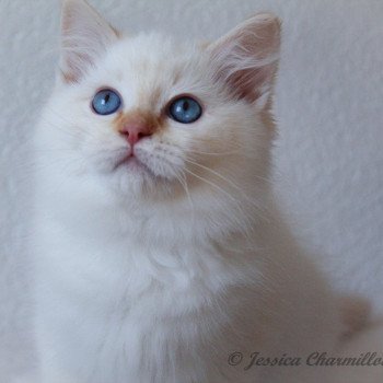 chaton Ragdoll red point mitted S-F Firefly Berlioz Trycoline’s