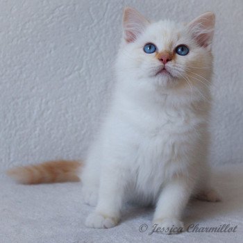 chaton Ragdoll red point mitted S-F Firefly Berlioz Trycoline’s