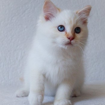 chaton Ragdoll red point mitted S-F Firefly Berlioz Trycoline’s