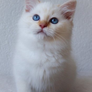 chaton Ragdoll red point mitted S-F Firefly Berlioz Trycoline’s