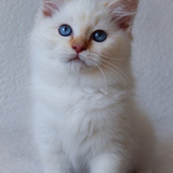 chaton Ragdoll red point mitted S-F Firefly Berlioz Trycoline’s