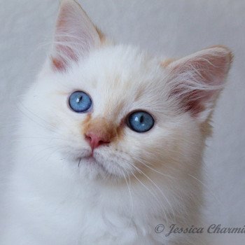 chaton Ragdoll red point mitted S-F Firefly Berlioz Trycoline’s