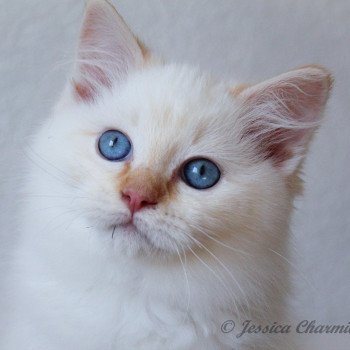 chaton Ragdoll red point mitted S-F Firefly Berlioz Trycoline’s chaton Ragdoll red point mitted S-F Firefly Berlioz Trycoline’s