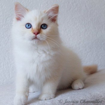 chaton Ragdoll red point mitted S-F Firefly Berlioz Trycoline’s