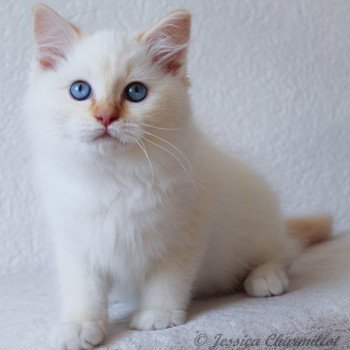 chaton Ragdoll red point mitted S-F Firefly Berlioz Trycoline’s