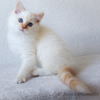 chaton Ragdoll red point mitted S-F Firefly Berlioz Trycoline’s