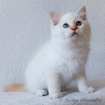 chaton Ragdoll red point mitted S-F Firefly Berlioz Trycoline’s