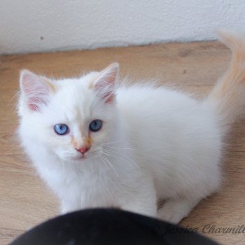 chaton Ragdoll red point mitted S-F Firefly Berlioz Trycoline’s